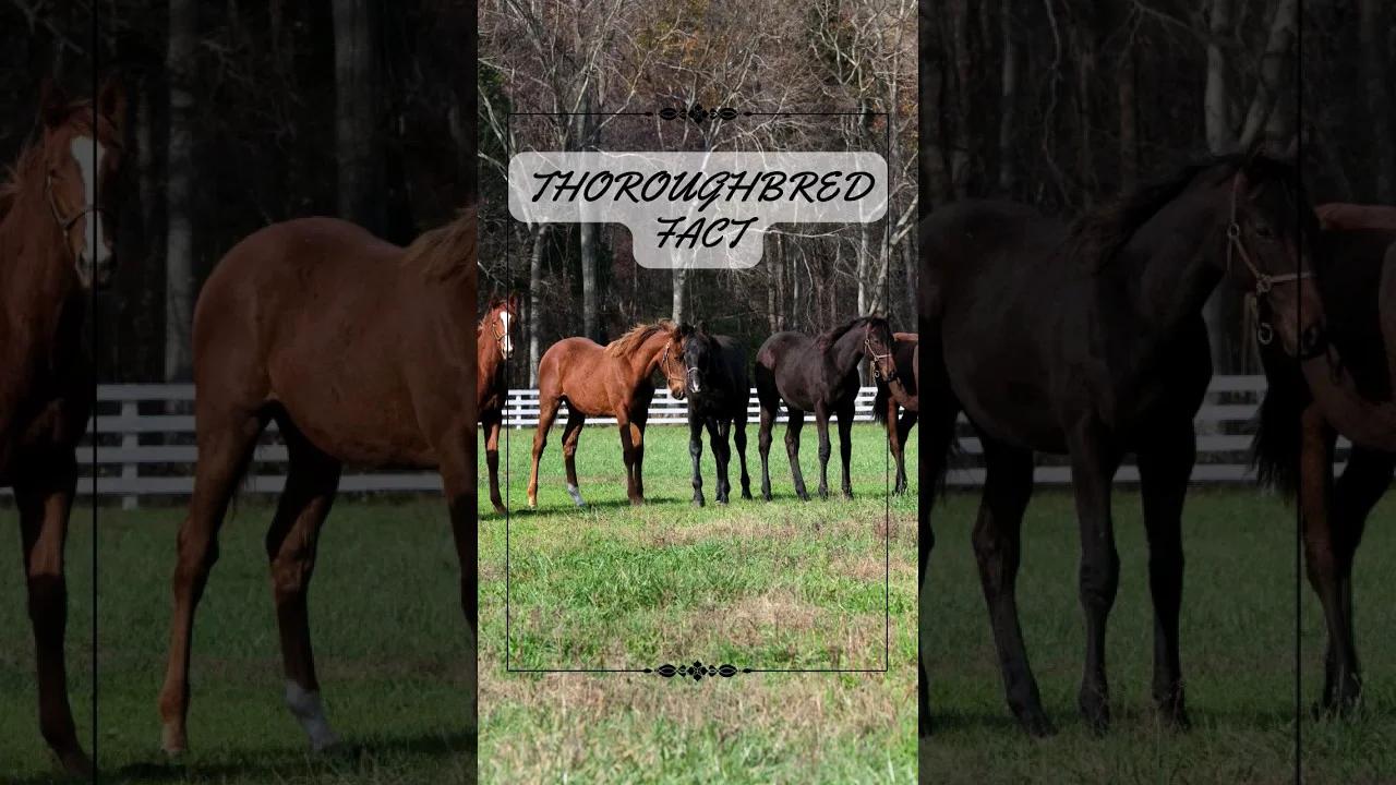 Unleashing the Magnificent Moro Charlotte Thoroughbred: A Closer Look at the Regal Racehorse