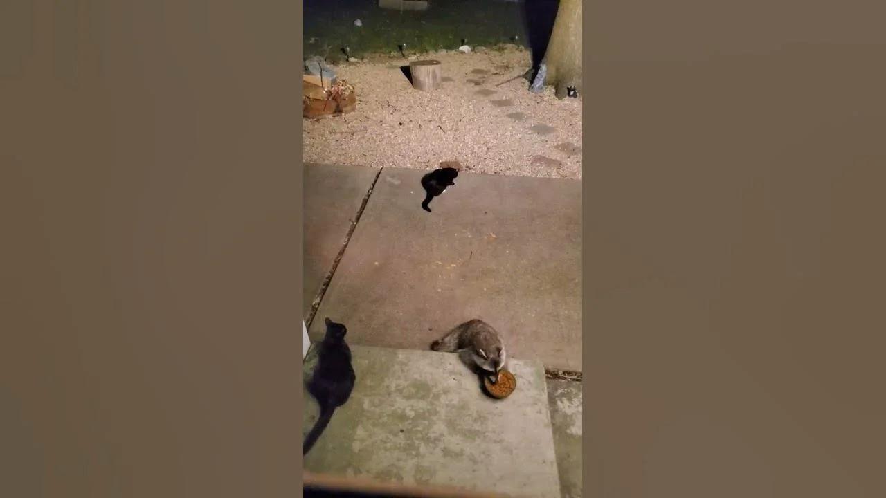 BUSTED! HELPLESS KITTIES WATCH as RACCOON eats entire bowl
