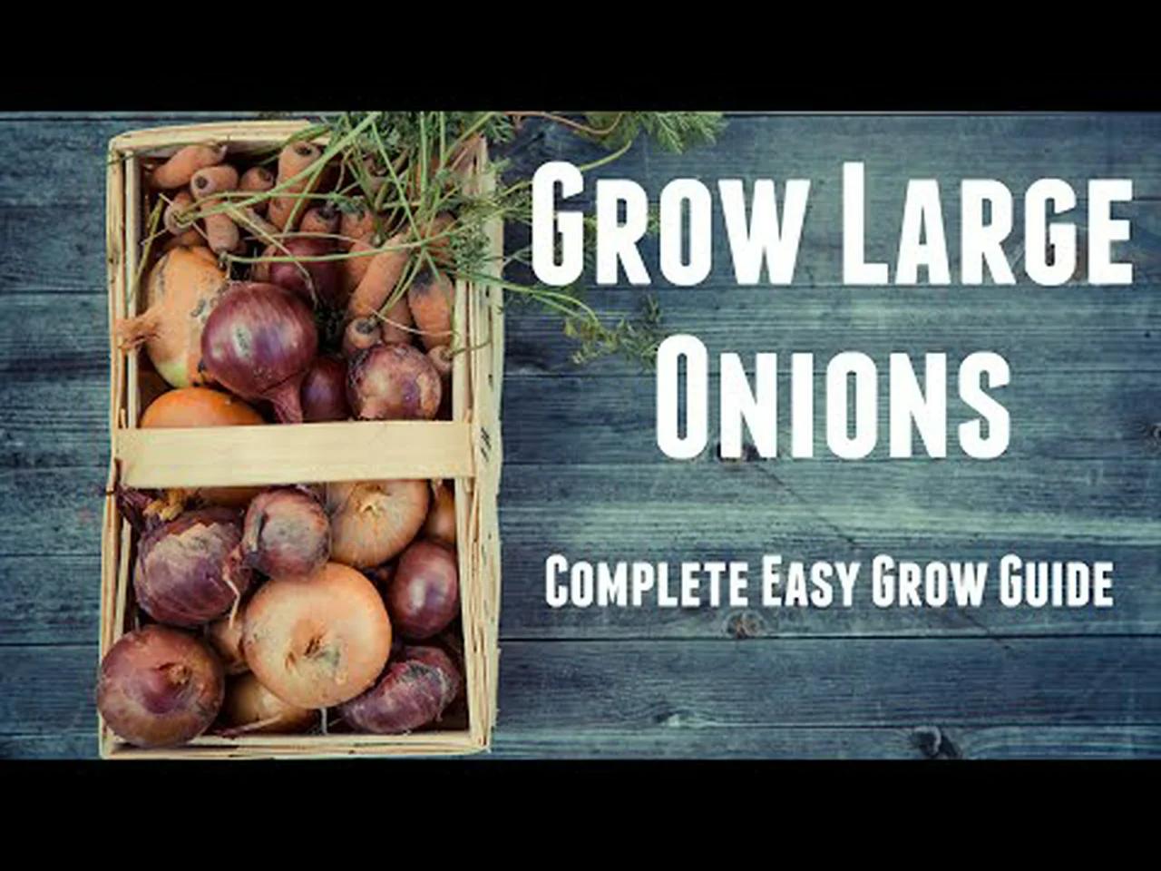 How to Grow Large Onions Complete Beginners Guide For Growing Big