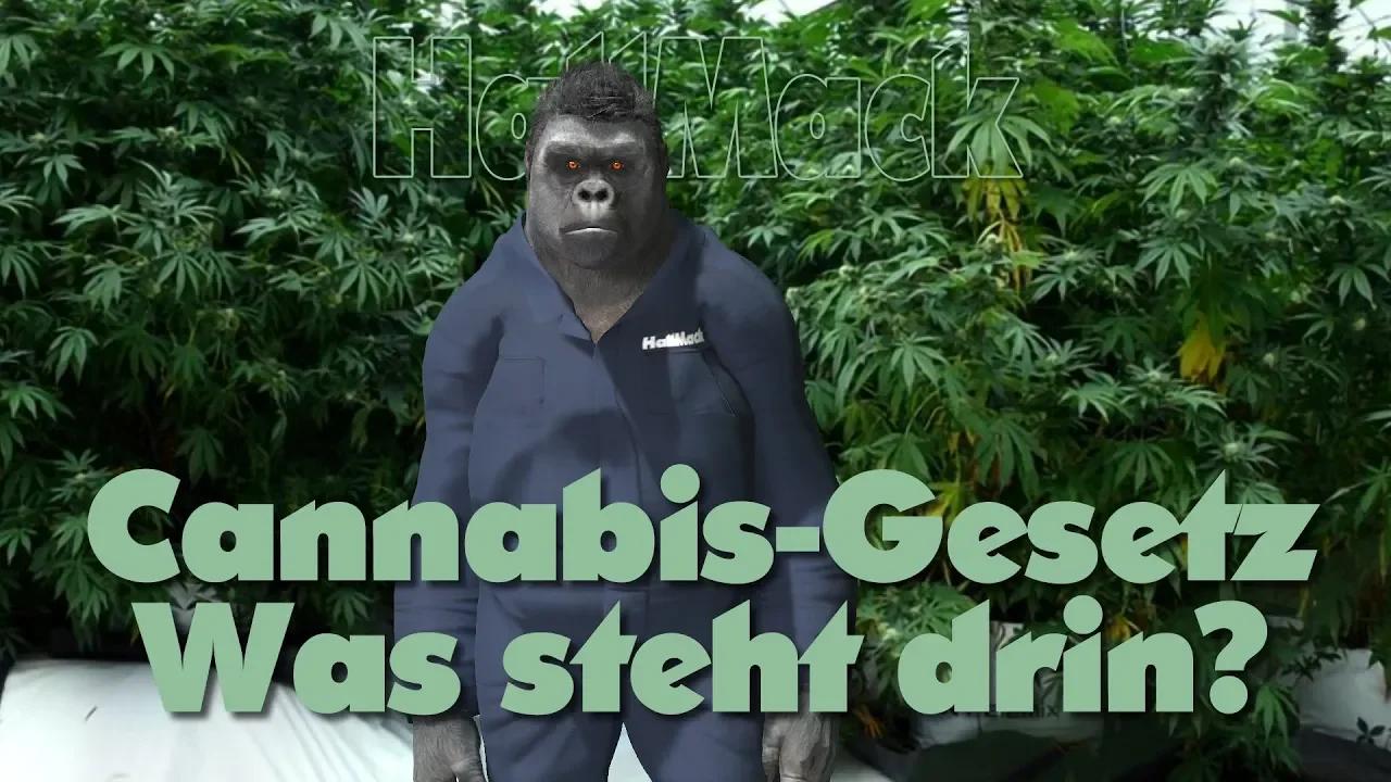 CannabisGesetz Was steht drin?