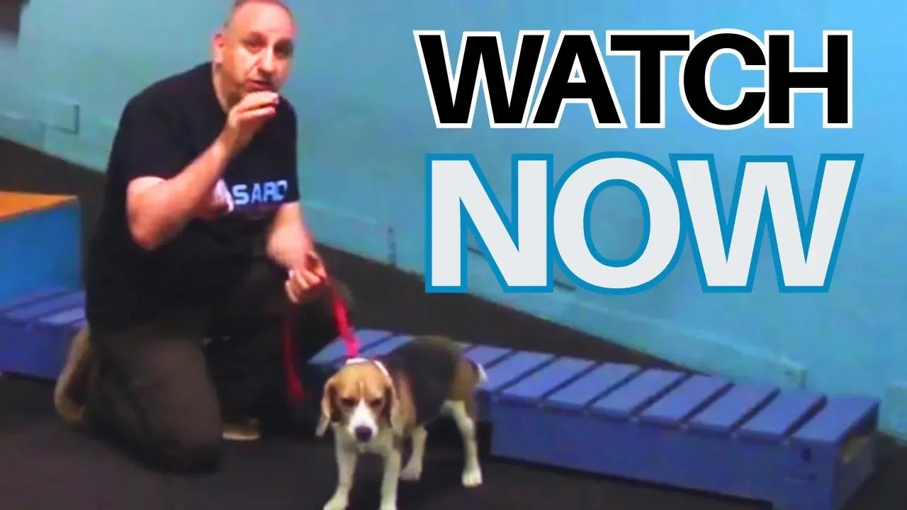Saro Dog Training Method Explained
