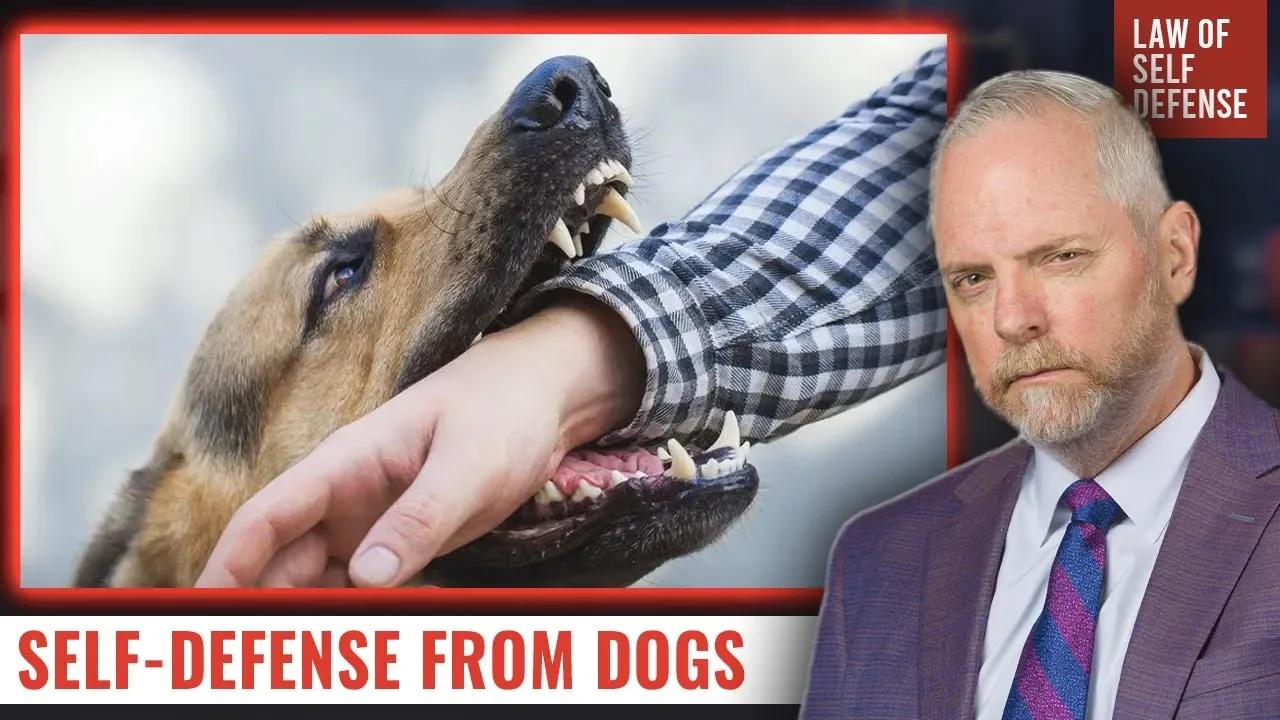 How To Legally Protect Yourself From Dog Attack?
