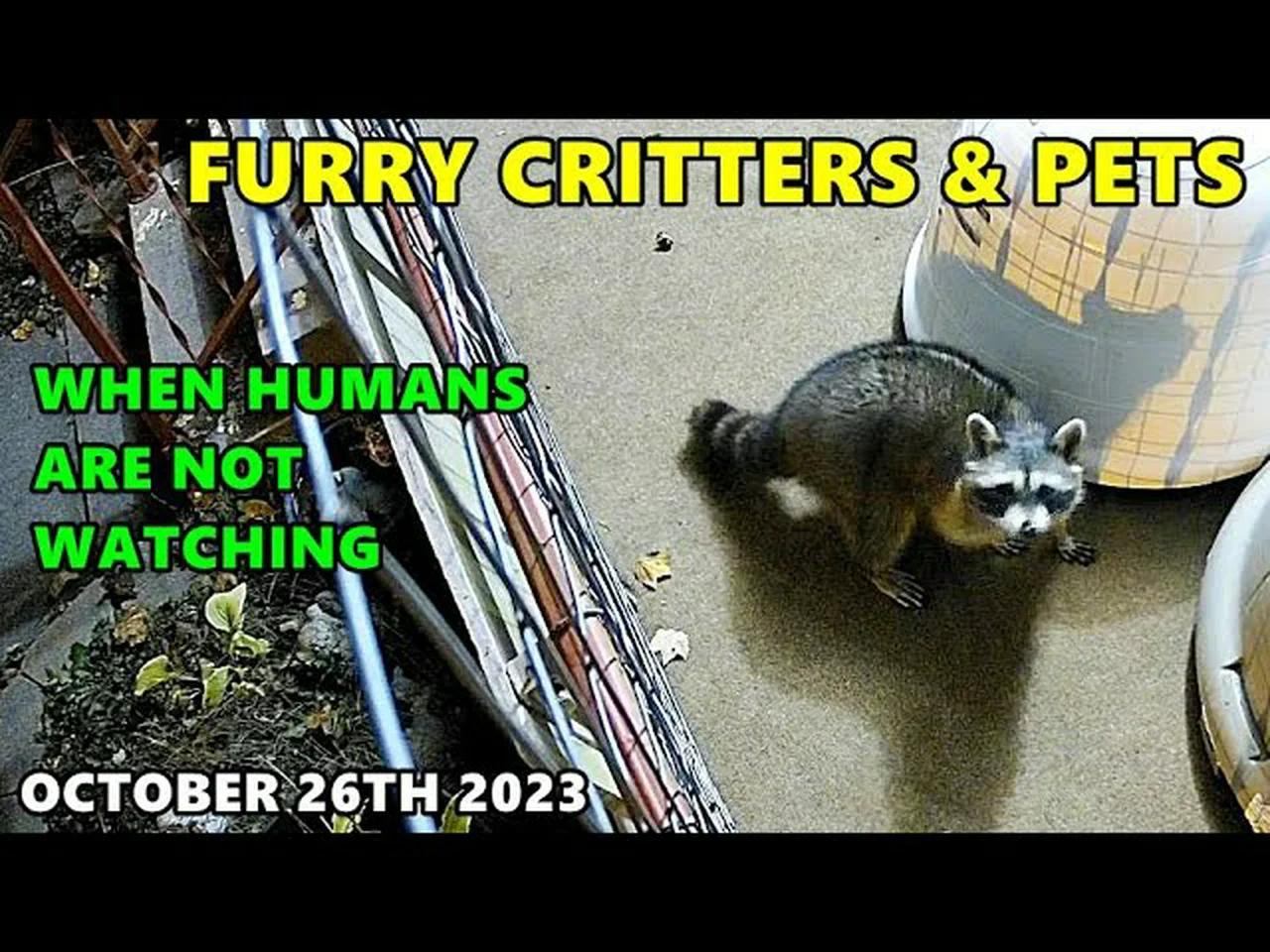 Furry Critters & Pets October 26th 2023 Reolink Smart Pet Detection