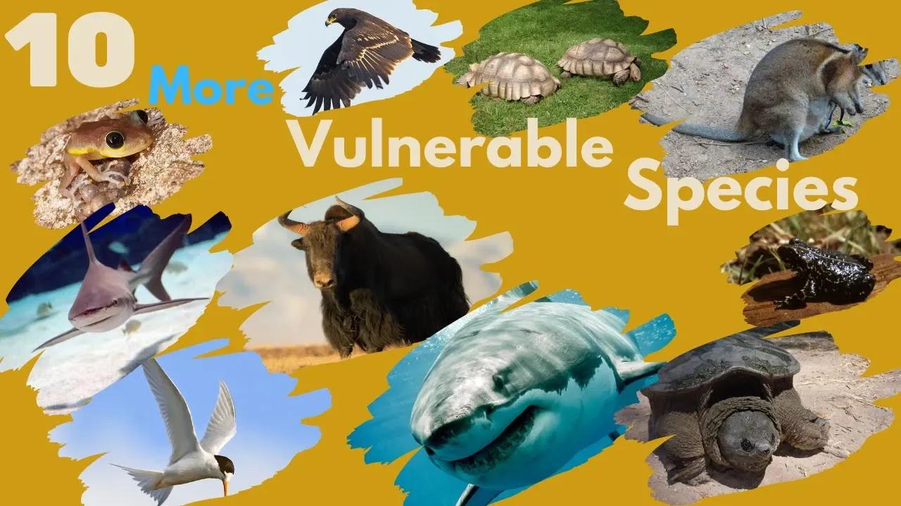 10 More Vulnerable Species (Endangered Species) 2021