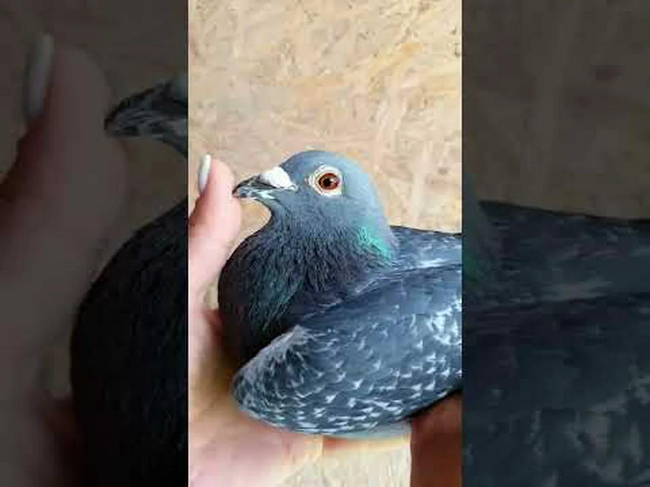 This Racing Pigeon is Invincible! Extreme Marathon! #shorts