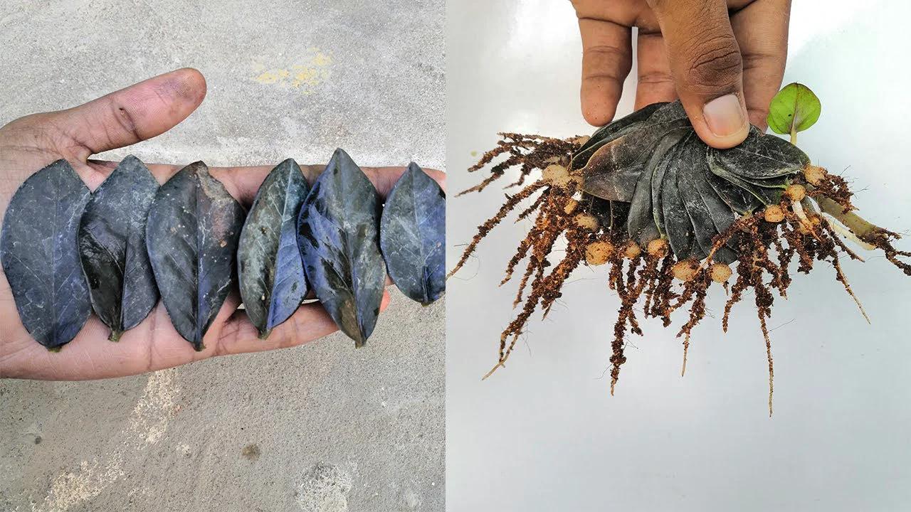 ZZ plant propagation from leaves | Step by step guide to propagating zz plants successfully!