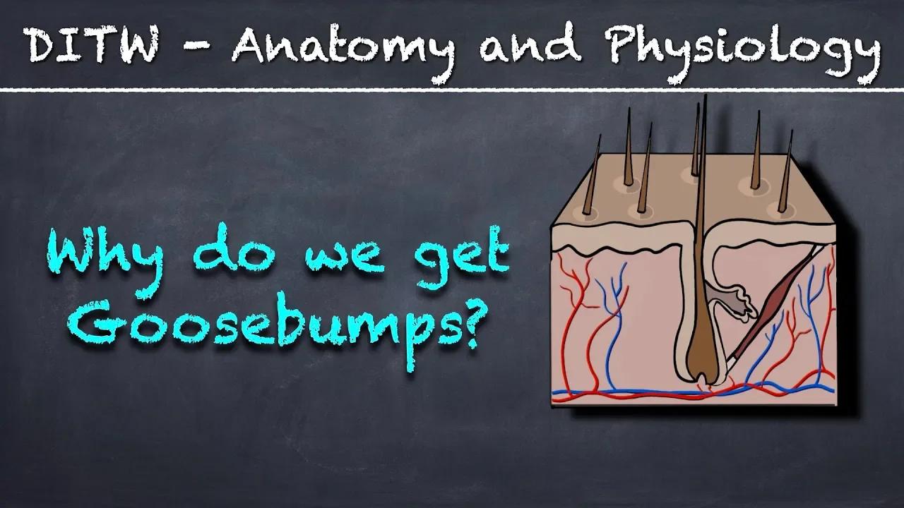 Why do we get goosebumps 