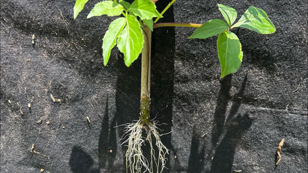 EASY DIY! | Thornless Blackberry Plant Propagation