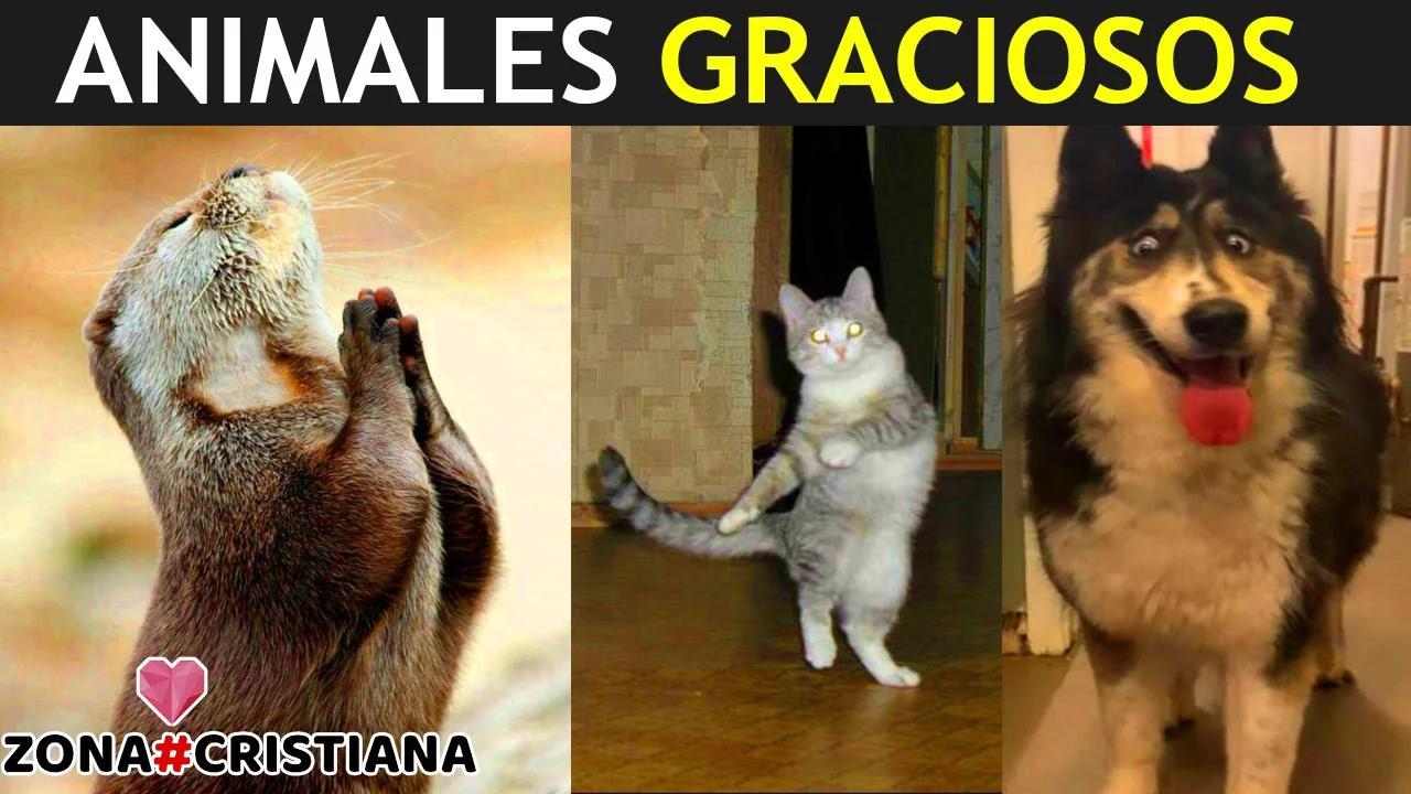 ANIMALES GRACIOSOS - Videos De Risa 2021/ Gatos y Perros Divertidos