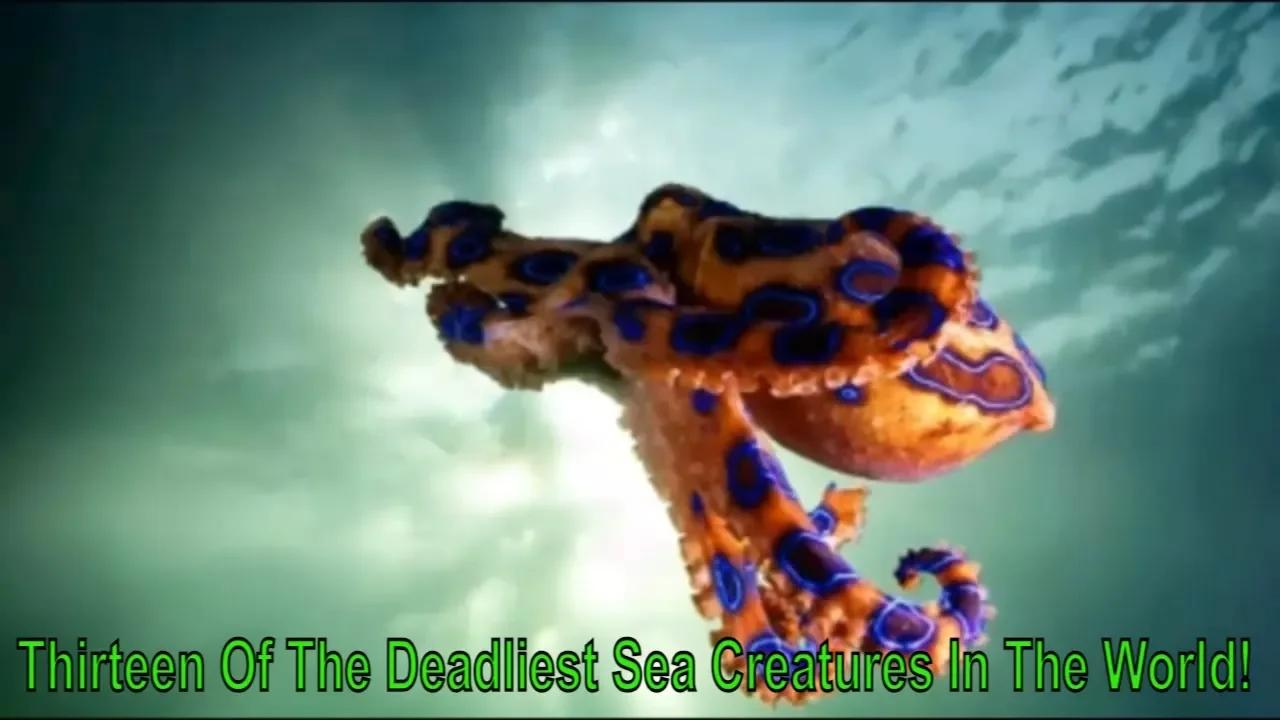 Thirteen Of The Deadliest Sea Creatures In The World