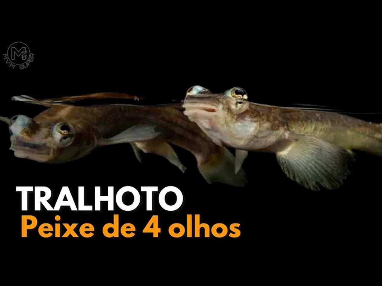 PEIXE DE 4 OLHOS - TRALHOTO