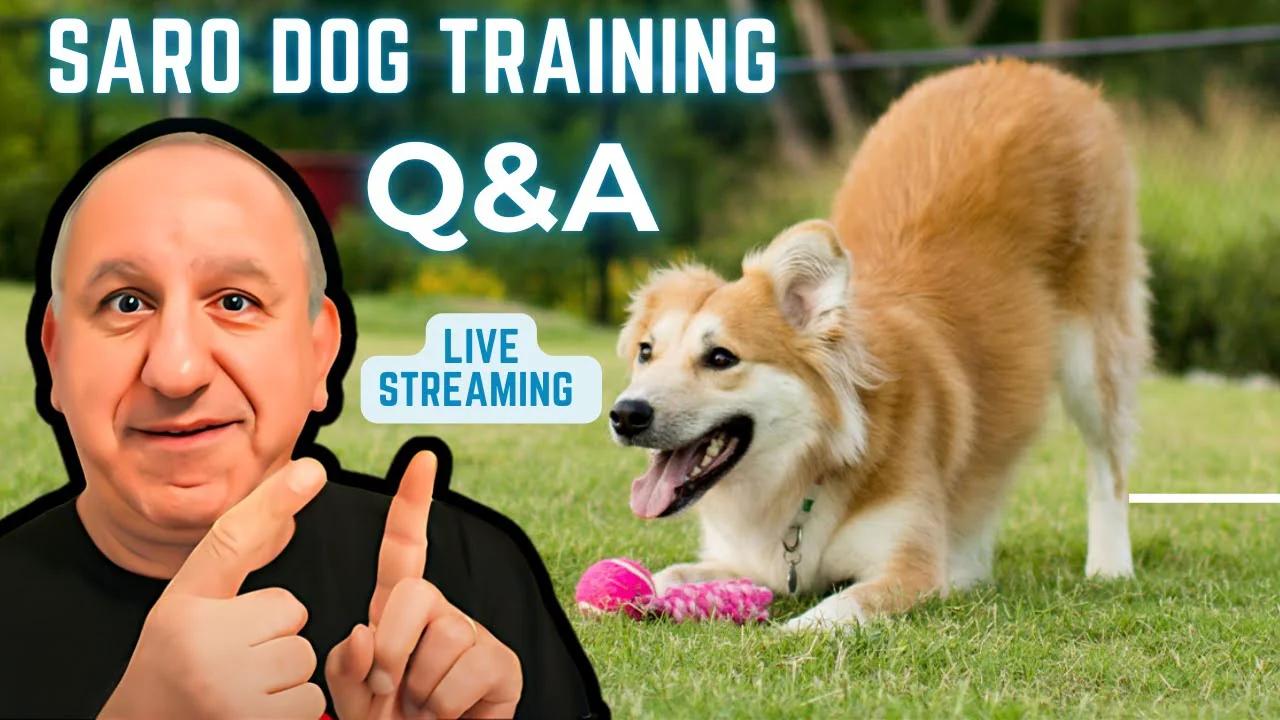 Benefits Of Play For Dogs and Dog Training | Saro Dog Training Q&A Session