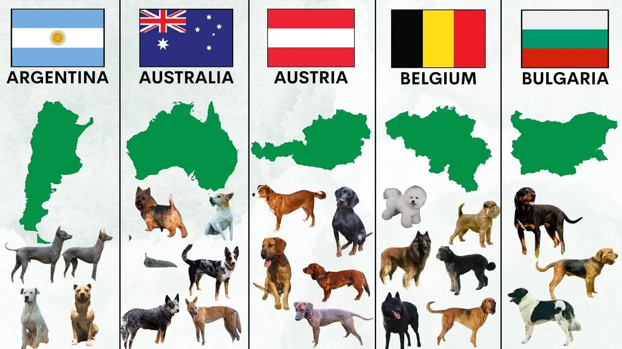 Dog Breeds By Country Pt 1
