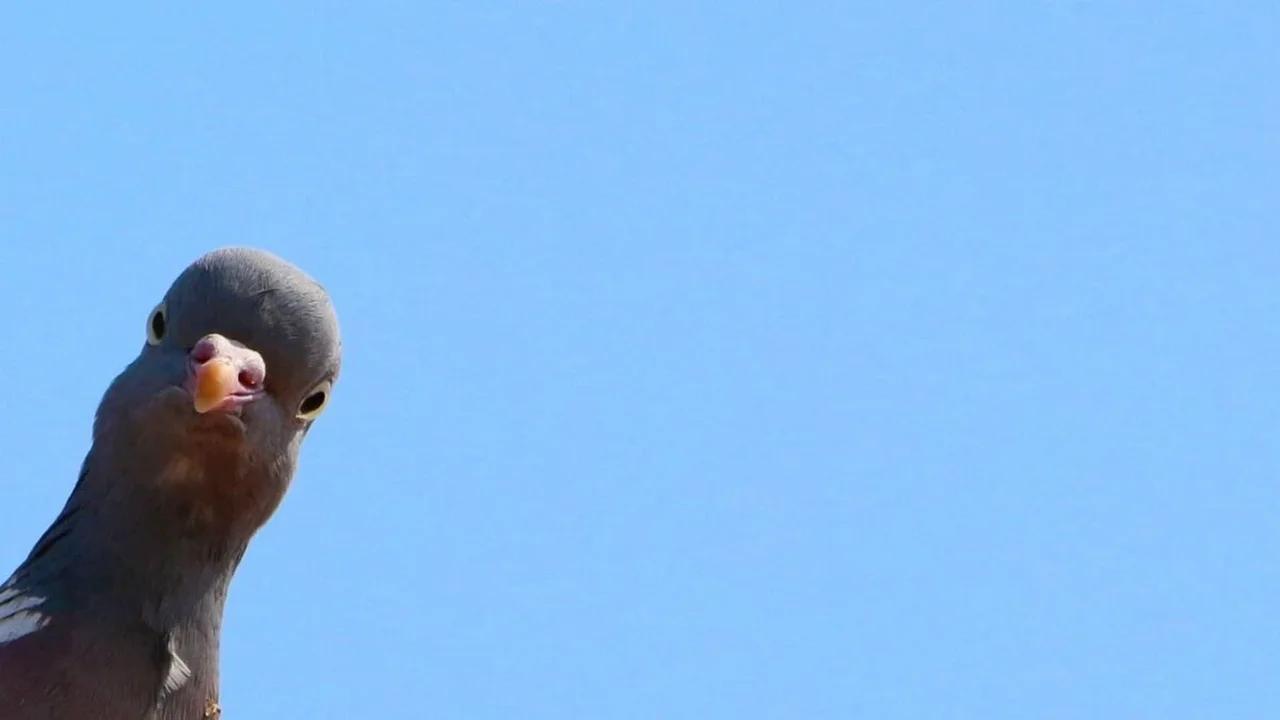 HäuptlingmächtigesTäubchen