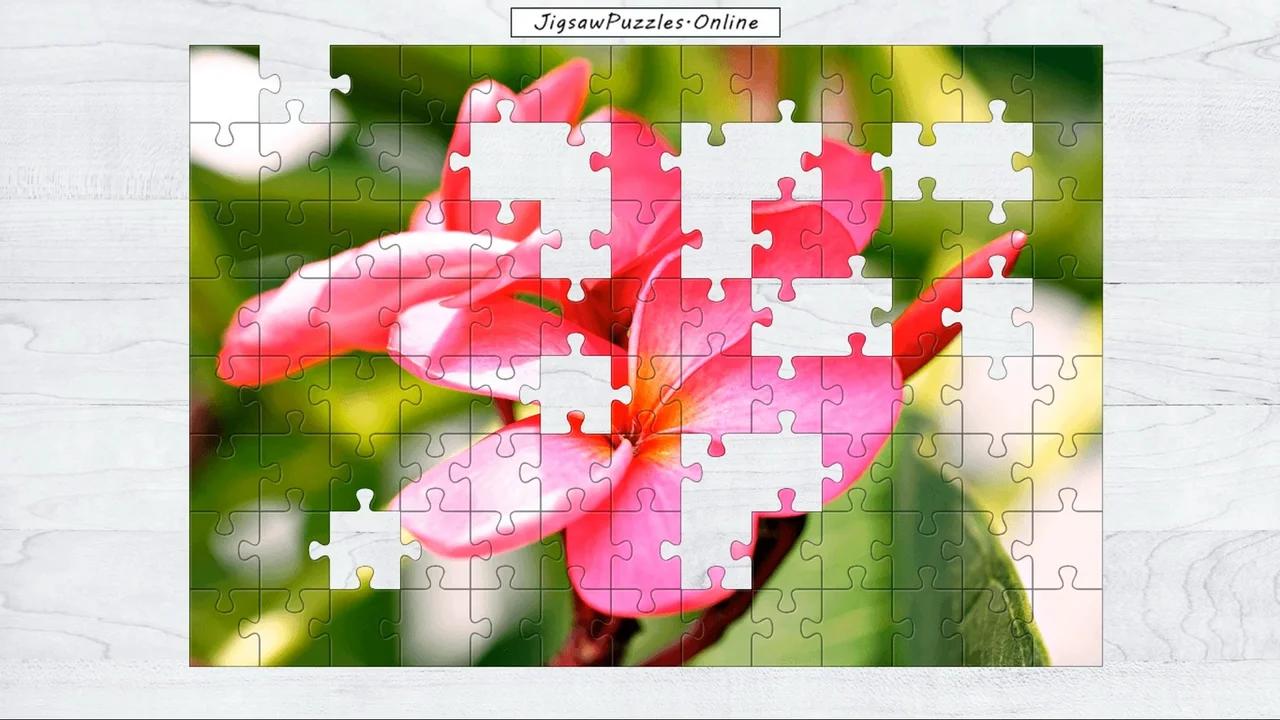 Pink Frangipani Jigsaw Puzzle Online