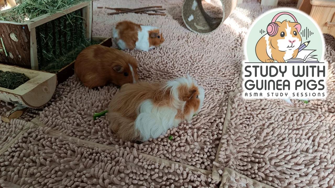 Study with Guinea Pigs - Day 62