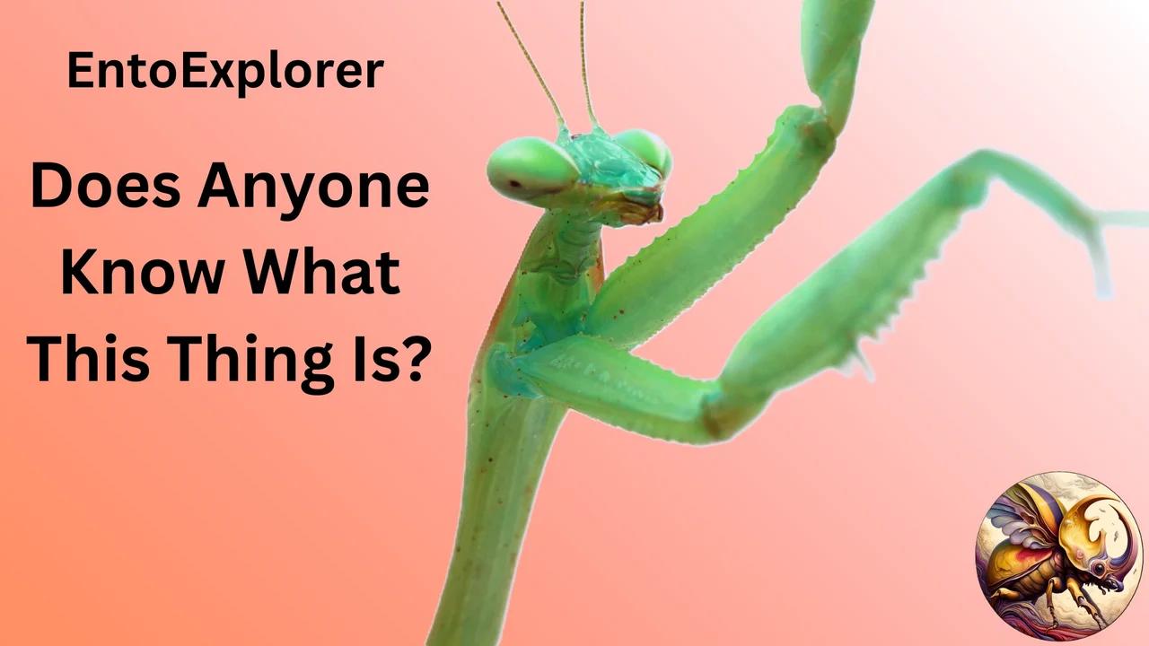 Introduction to Insect Morphology - Part 1 - What is an Insect?