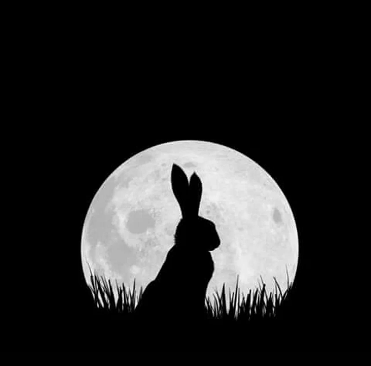 @Mad_Ravings_of_a_Paranoid_Rabbit