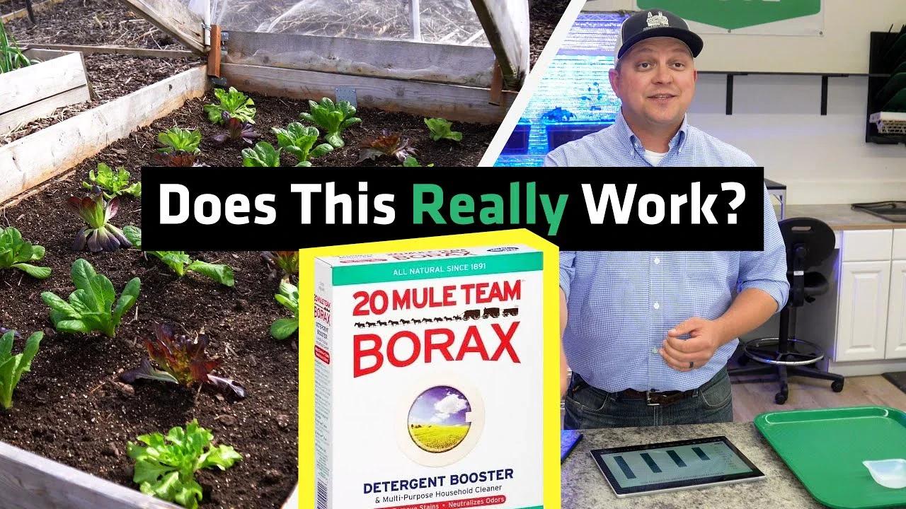 Can Borax Be Used in the Garden