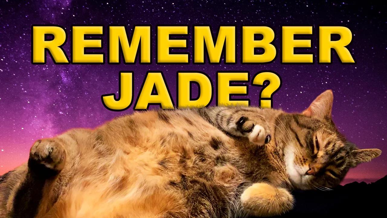 Things I Love About Jade Cat