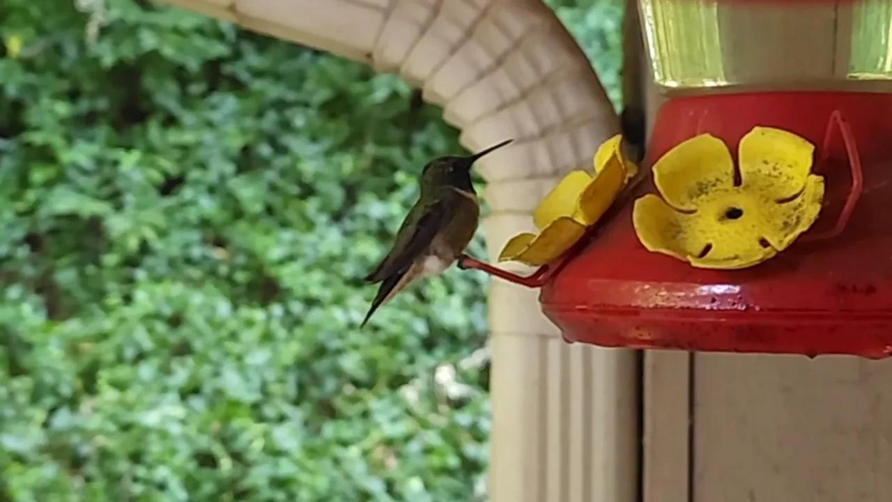New hummingbird