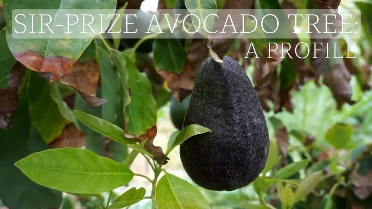 Sir Prize Avocados Grafted Tree 1 Feet Tall Ship in Plastic Bag 