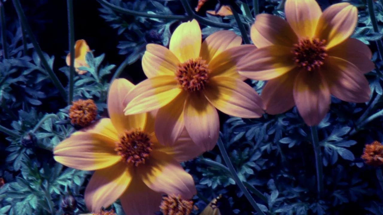 Kingdom of Plants With David Attenborough - Solving the Secrets