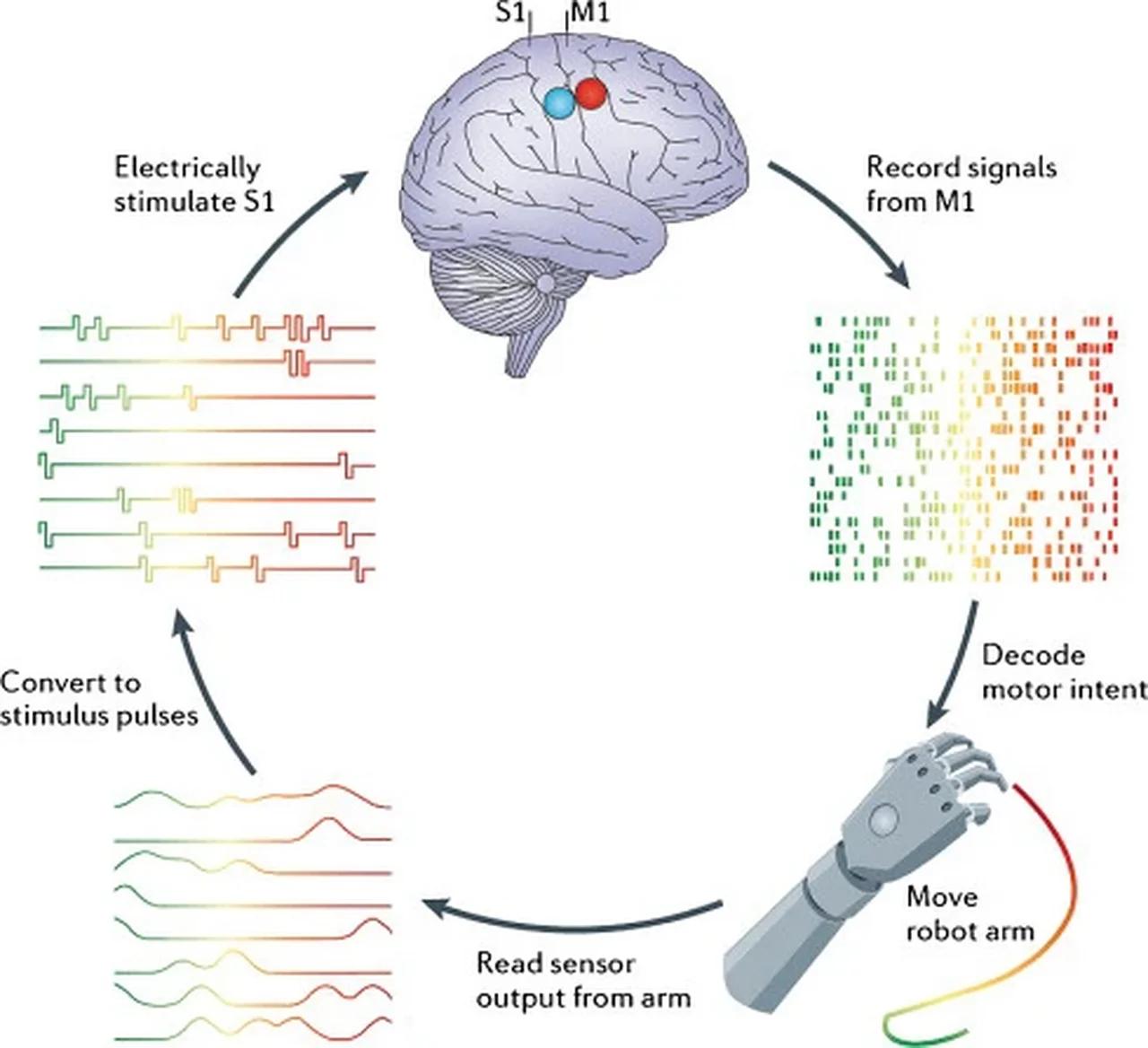 DARPA-funded efforts in the development of novel brain–computer ...