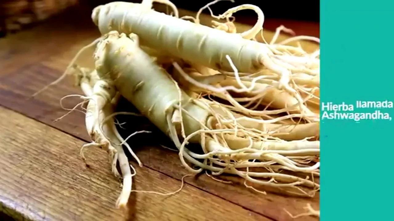 El ADAPTOGENO más PODEROSO del Mundo – Como y Por qué funciona la