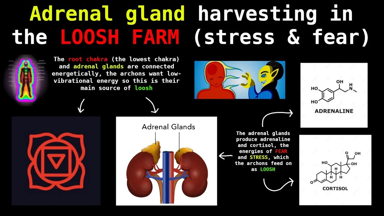 The ADRENAL GLAND is the SOURCE of LOOSH
