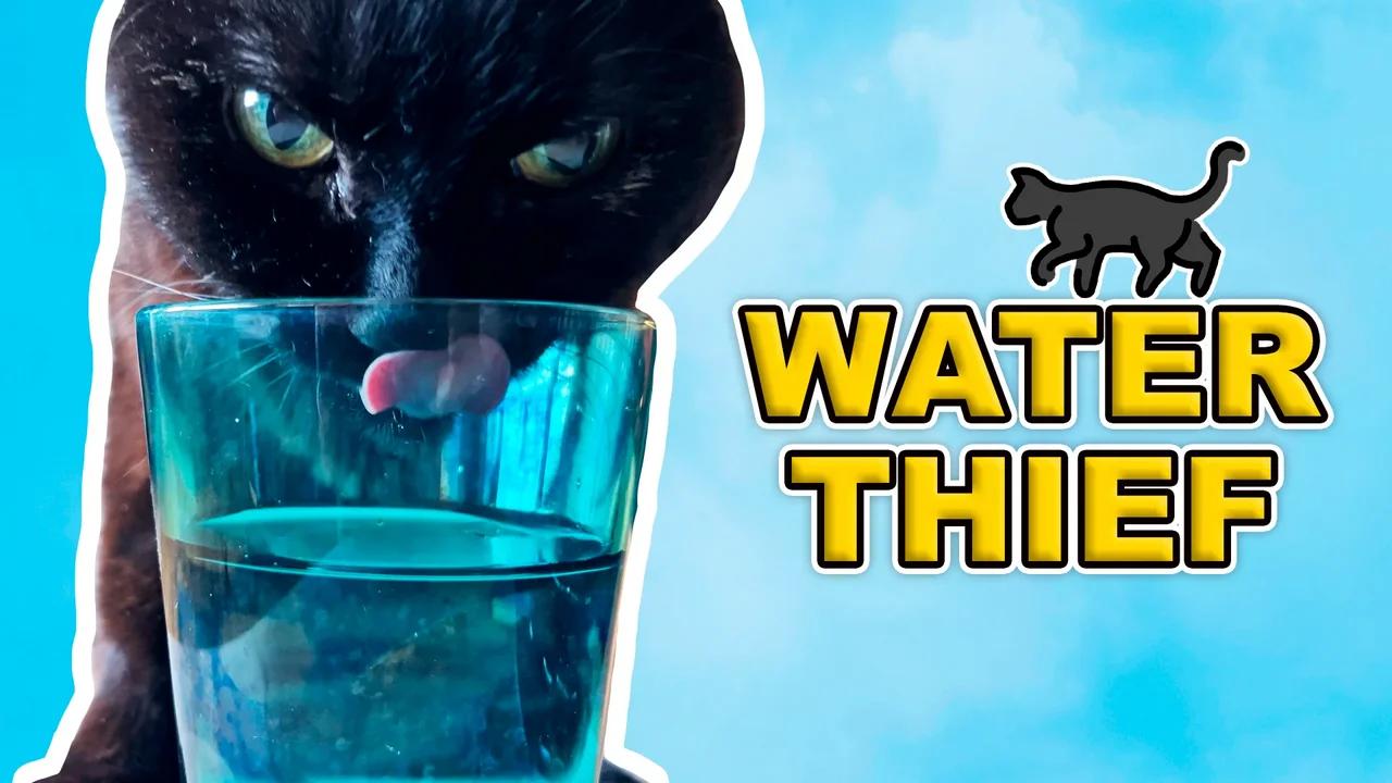 My Cat Won't Allow Me To Drink In Peace!