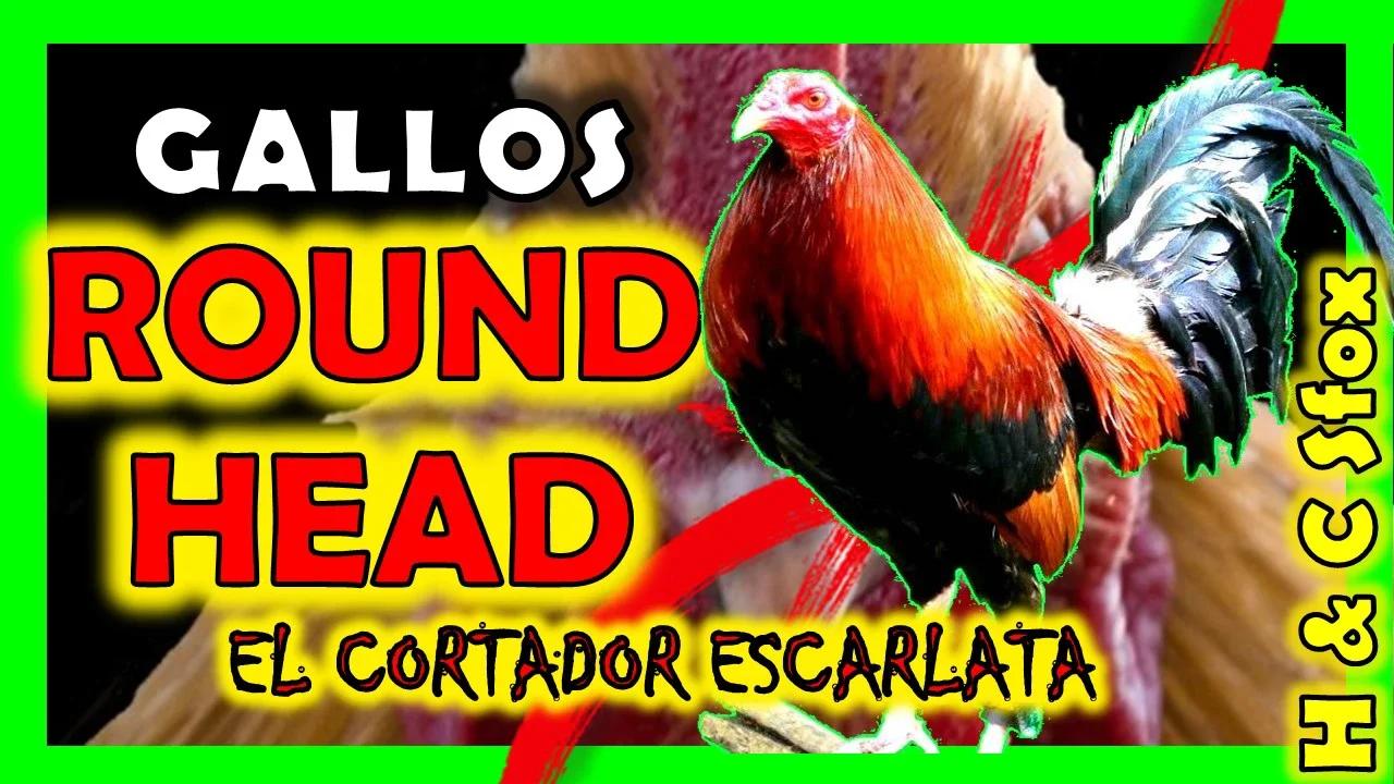 💖 Gallos Round Head, cabeza redonda 🤠👉 Mejores razas de gallos finos