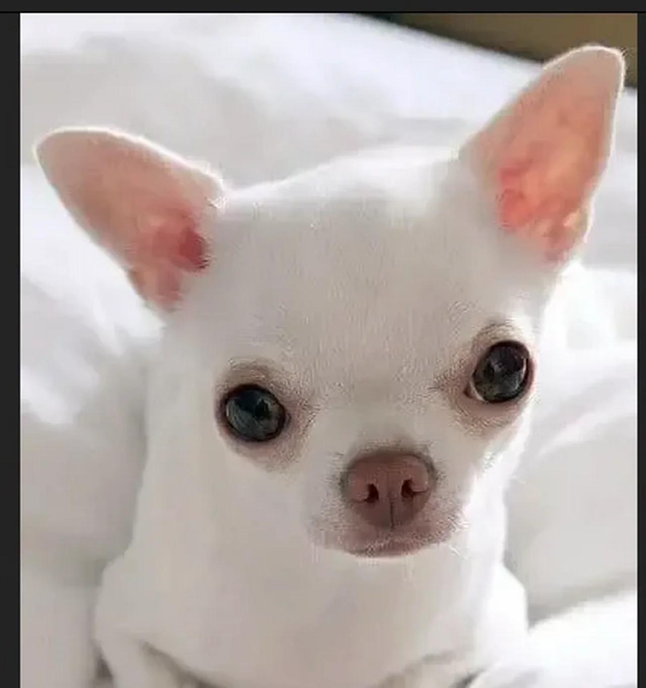 WHITEDOG