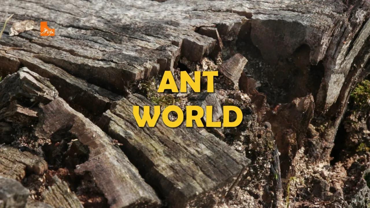 Ant World