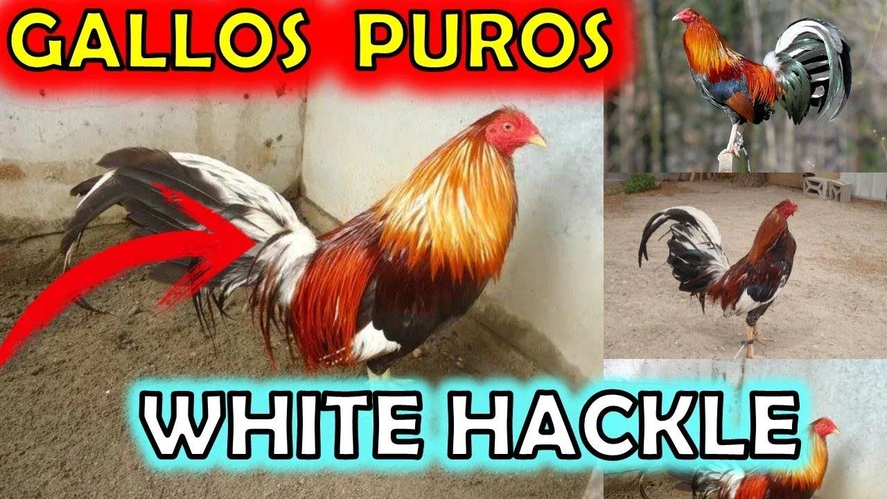 Gallos de pelea Whitehackle - 3 razas Gilkerson, Morgan,Murphy, Kearney