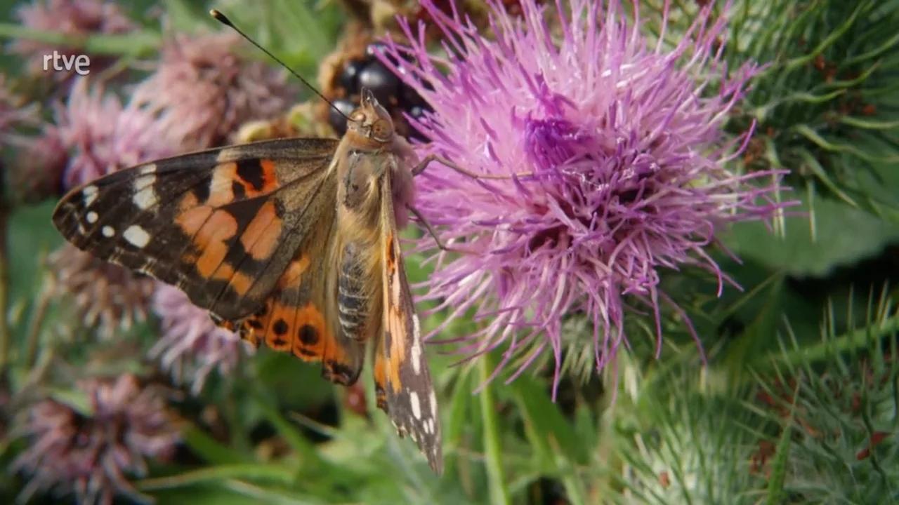 La Conquista De Los Cielos 1 3 Los Primeros En Volar Documental Hd