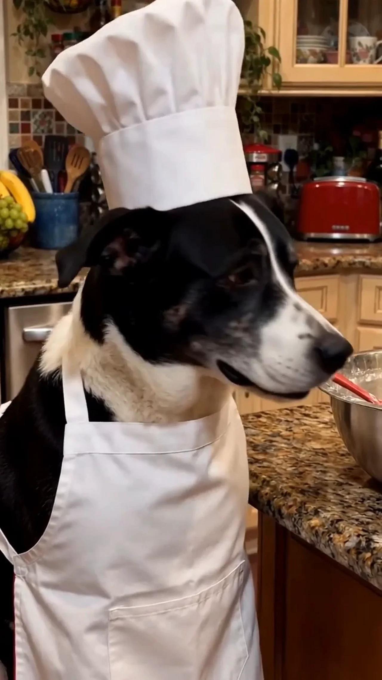 Cooking with Nemi Ep. 1 — Pumpkin Pup Bites