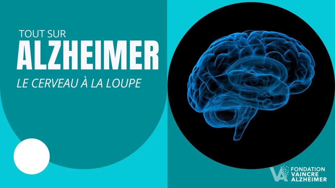 Mécanismes et secrets de la maladie d'Alzheimer : le cerveau à la loupe ...