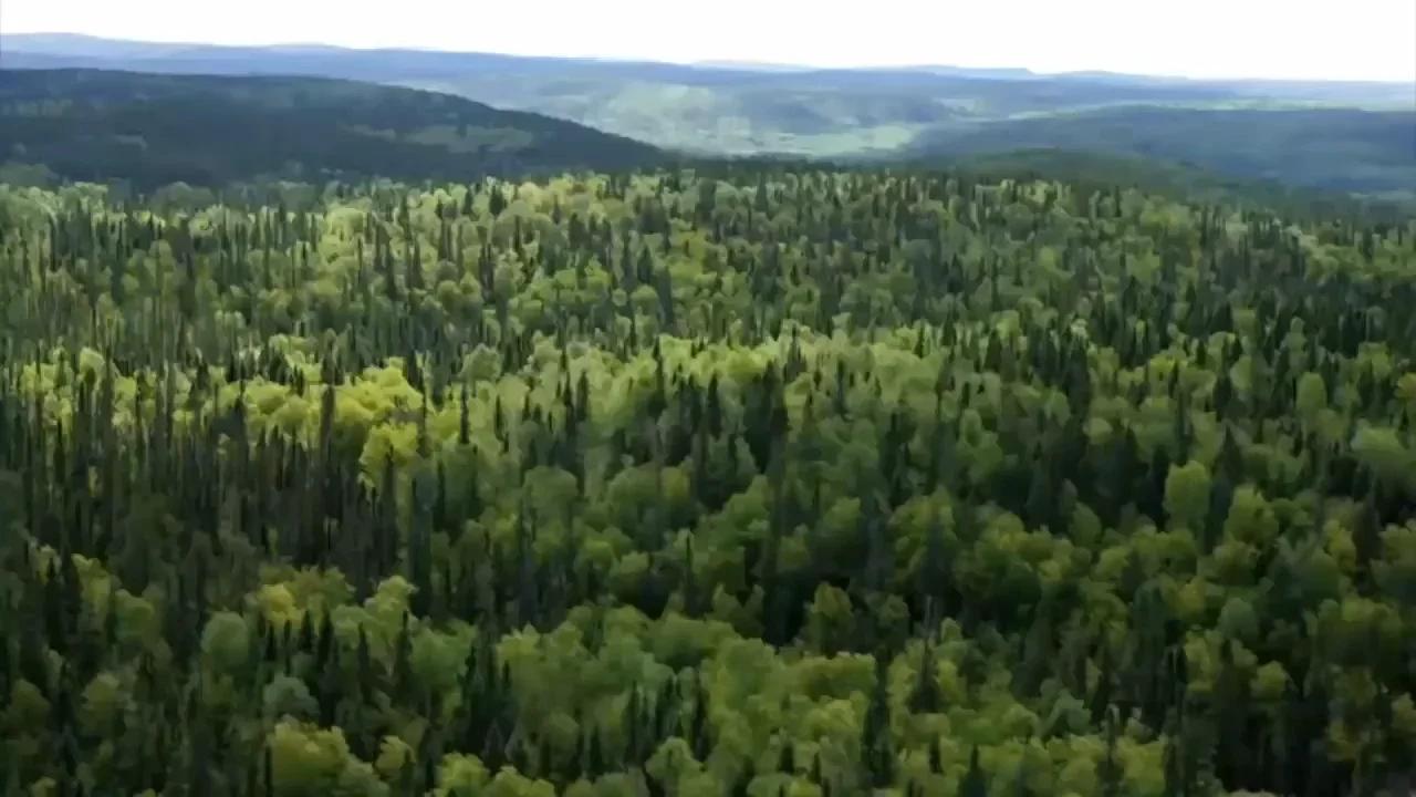 Keine Wälder auf der Erde T1