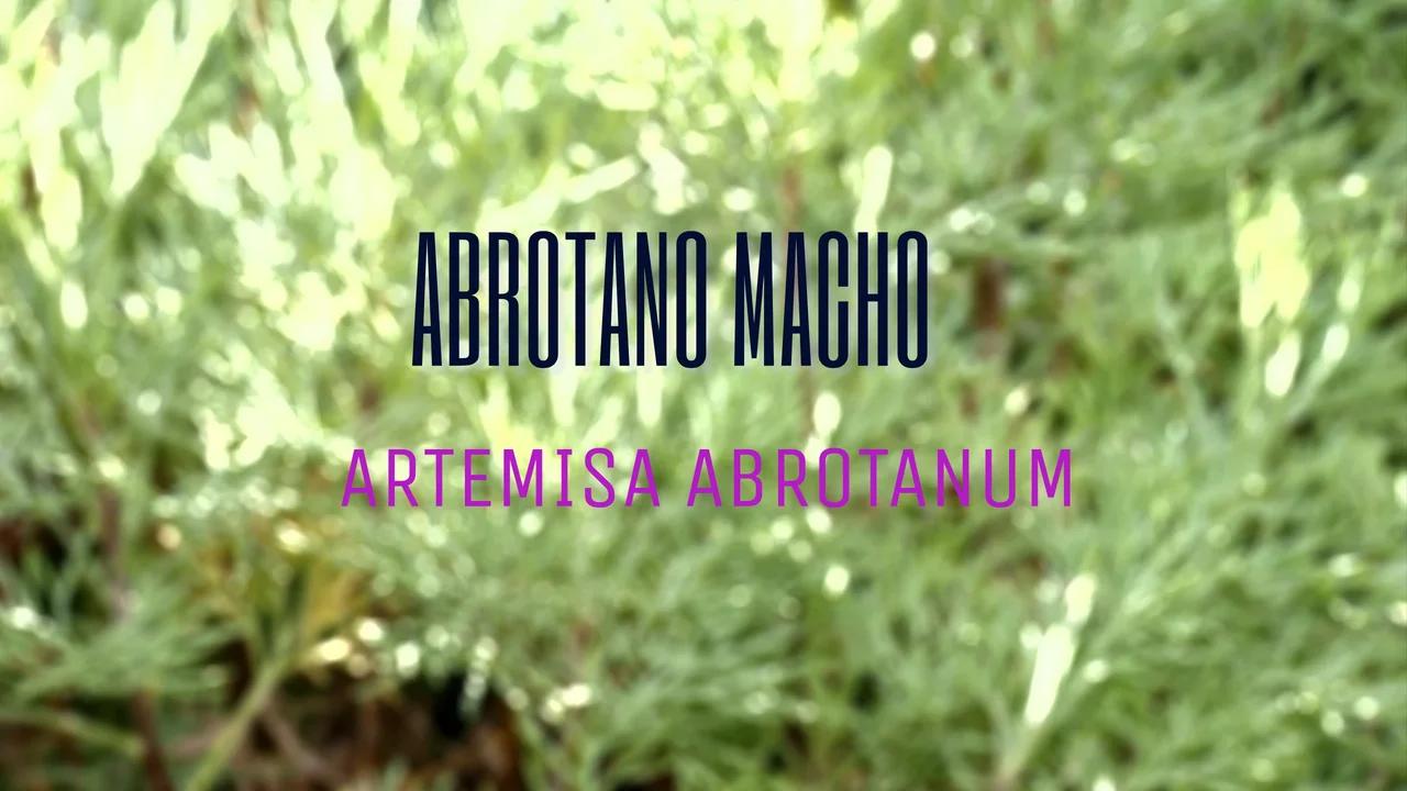 Propiedades medicinales abrotano macho