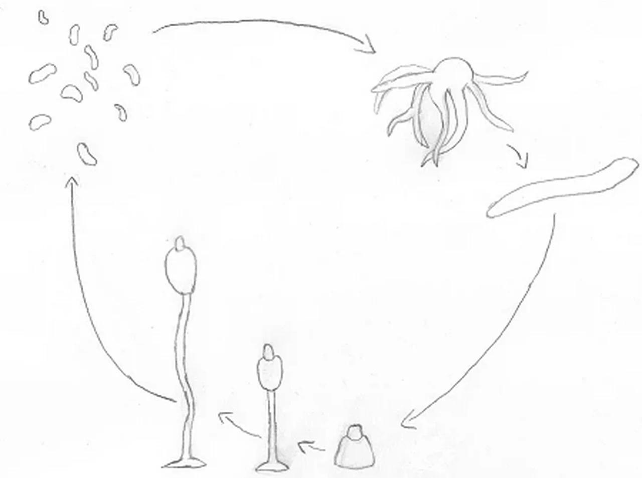 Social Slime – Dominance, Sharing, and Privacy in Microbes