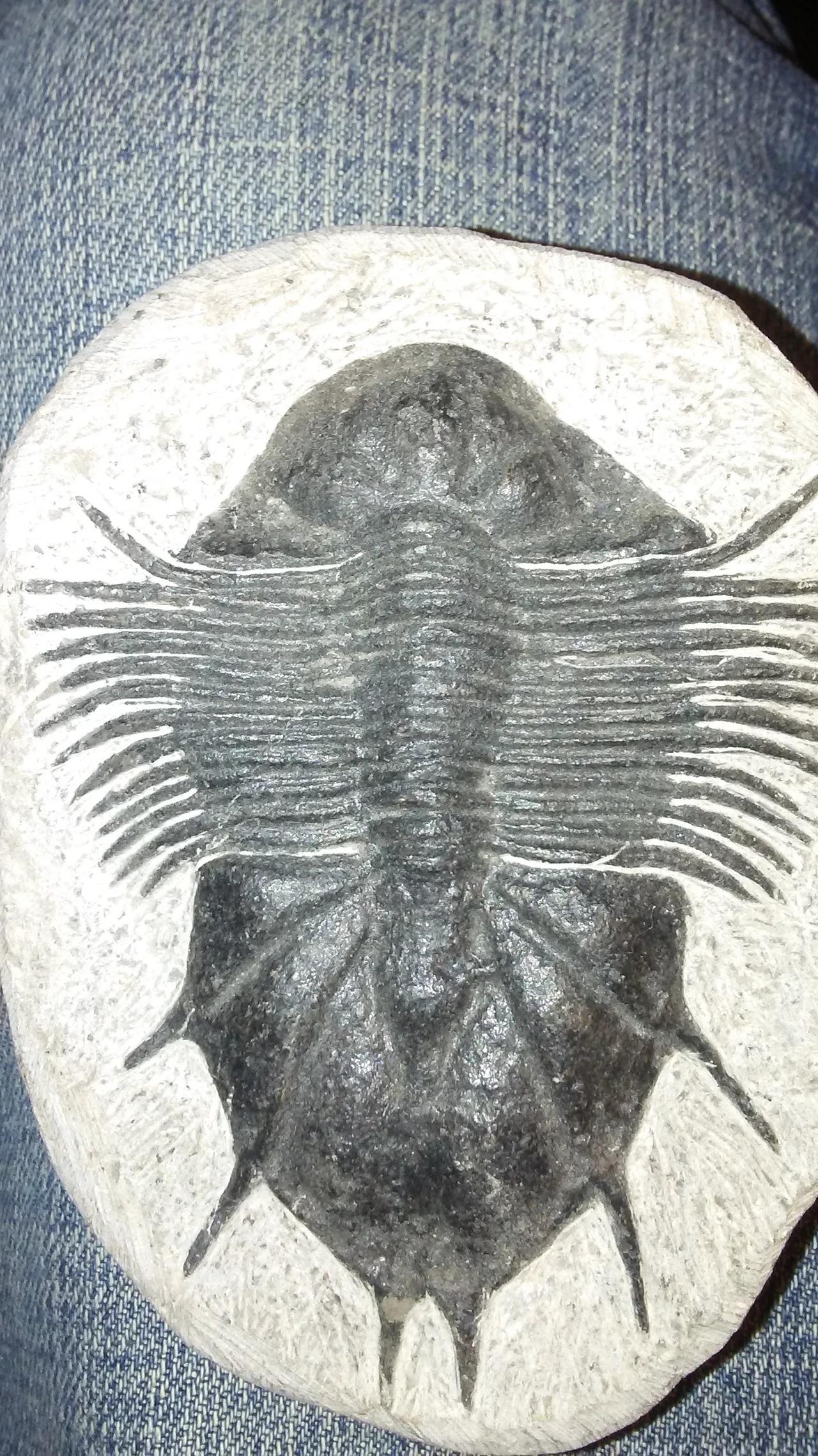A Tour of Some of My Favorite Fossil Specimens Part 1