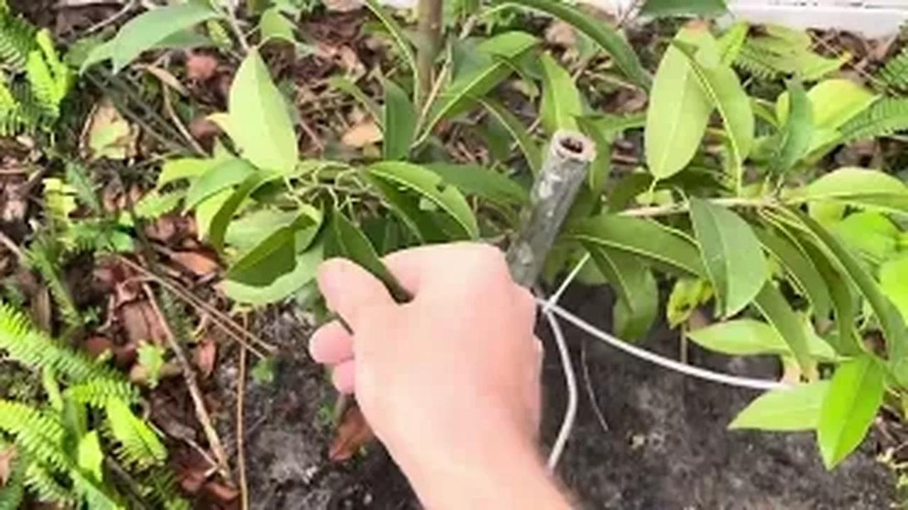 Butterscotch Sapodilla Tree In the Ground