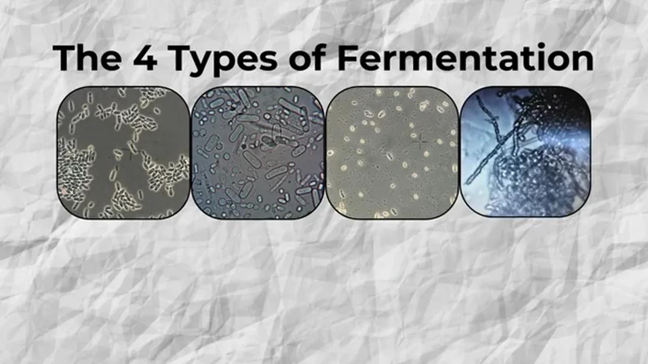 4 Types of Fermentation Explained