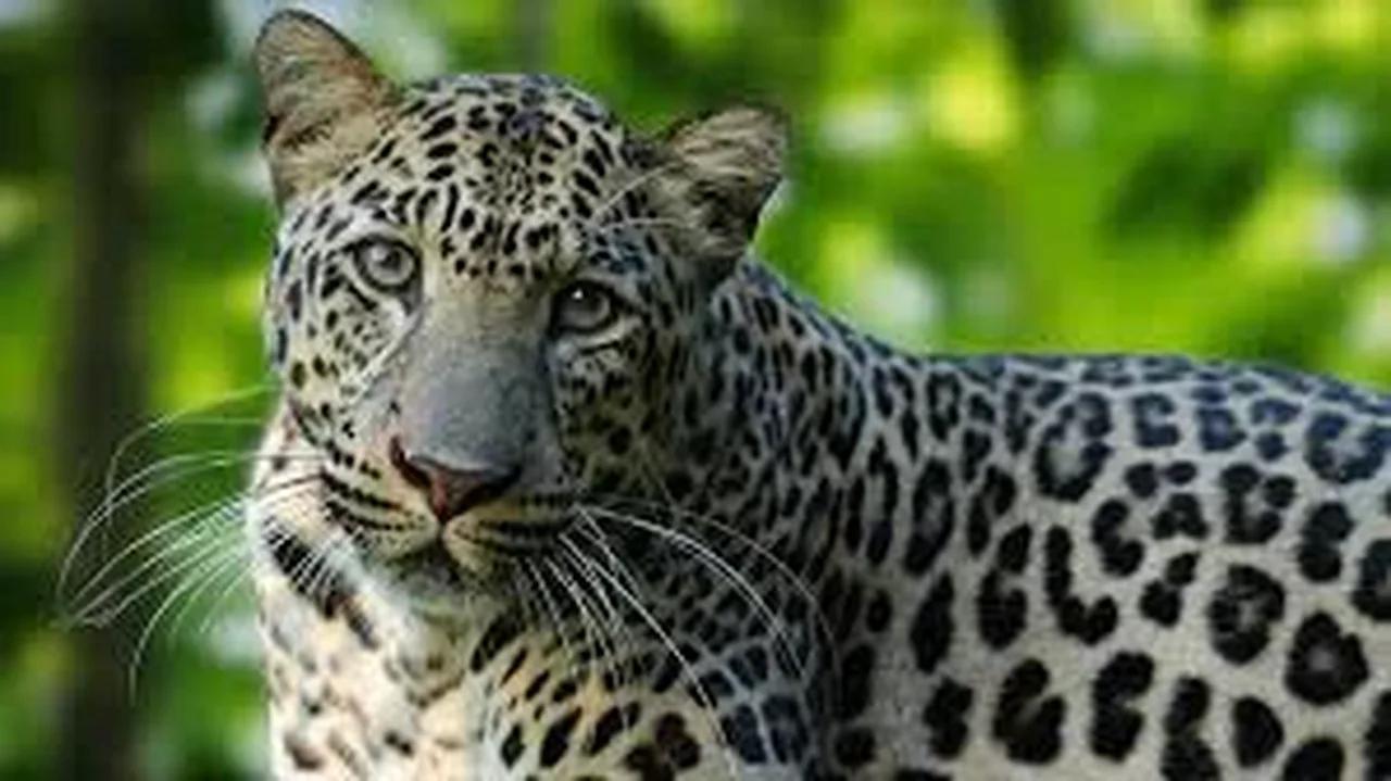 Dr Leonard Leopard explains The Clansman, An Historical Romance of the ...