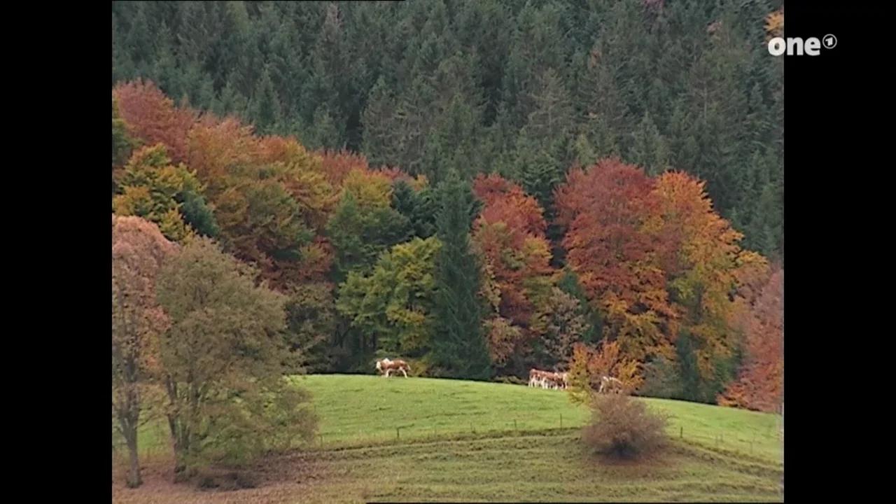 Folge 76: #falscher Ruhm - Musikalbum In Verschiedenen Formaten