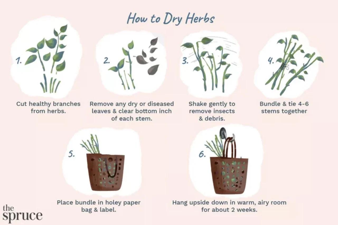 how-to-dry-and-store-fresh-garden-herbs-nexus-newsfeed-the