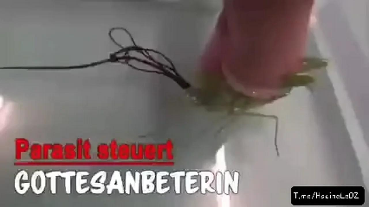 ALerte aux Parasite ! Les insectes sont souvent contaminés, même mort ...