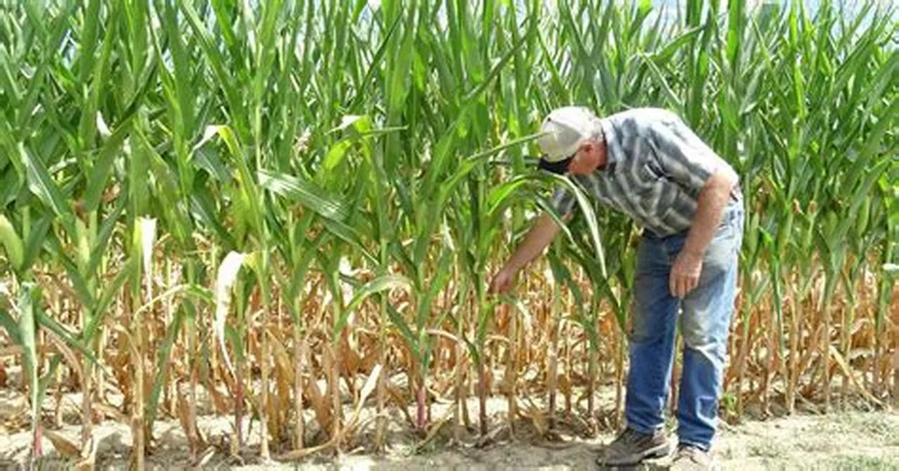 Farmers are PAID to DESTROY your FOOD