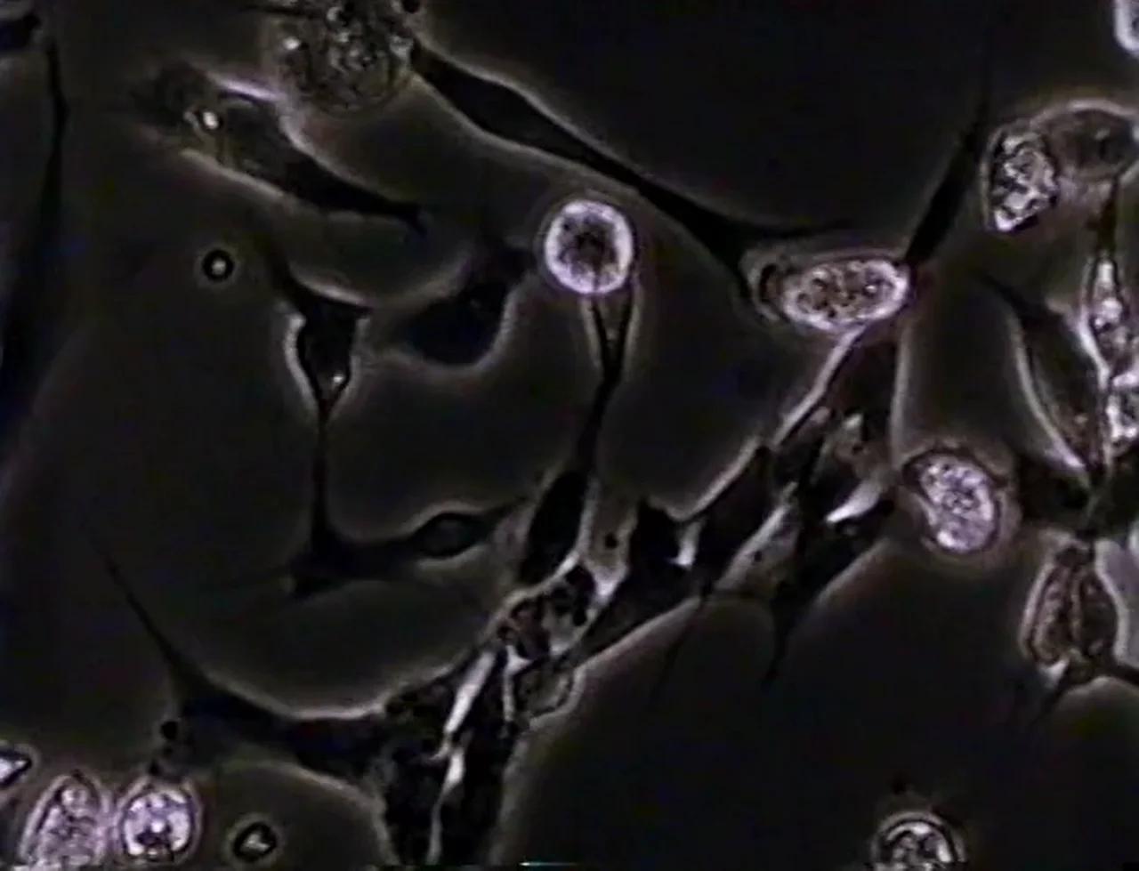 Time Lapse Video of Tick Cell Culture